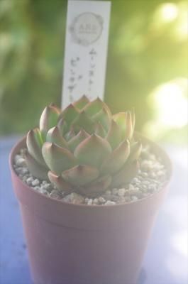 ࡼ󥹥ȡߥԥ󥯥饴