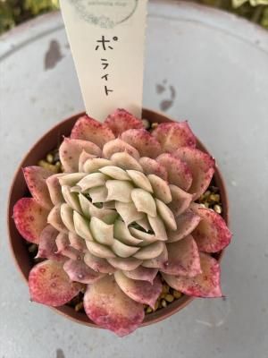 ݥ饤