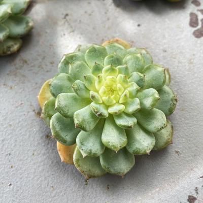 ϥˡߥۥ磻ȥեåȡ1å