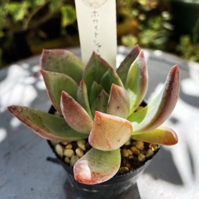商品検索 - 多肉植物やガーデニング用品・アンティークの通販 商品検索 - 多肉植物やガーデニング用品・アンティークの通販