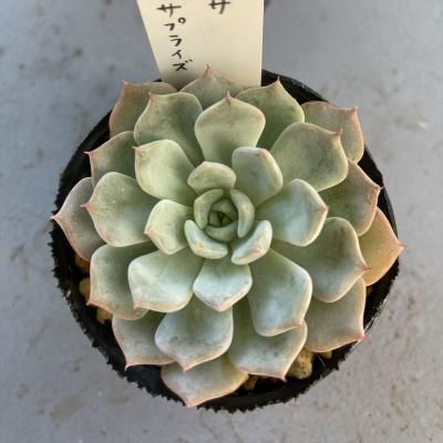 饴ߥ֥롼ץ饤