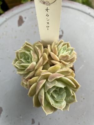 󥹥