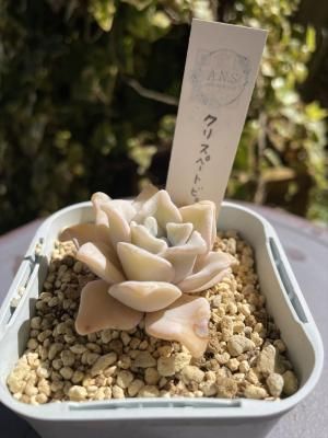 10󥪥աꥹڥȥӥ塼ƥ