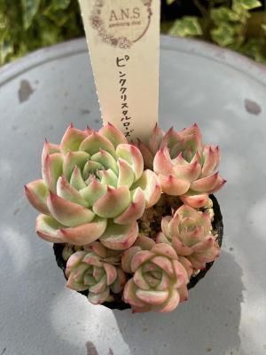 ԥ󥯥ꥹ
