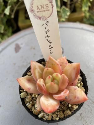 ѡץ륷ڡ