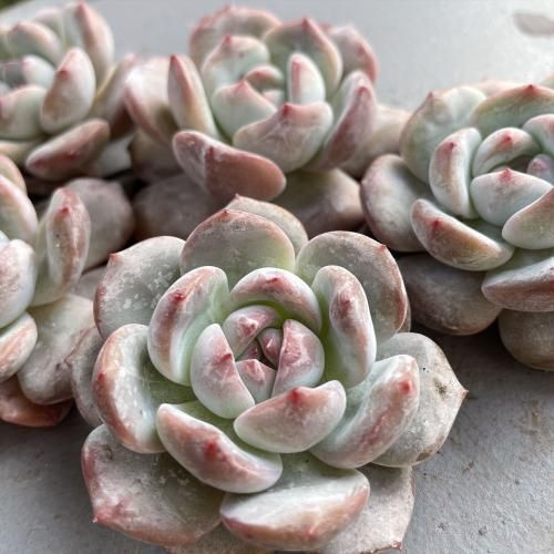 多肉植物　韓国苗　ダイヤモンドモンロー　発根済み ダイヤモンドモンロー- A.N.S*ナチュラルガーデニング*ブリキ・人気