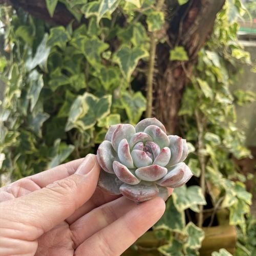 ダイヤモンドモンロー- A.N.S*ナチュラルガーデニング*ブリキ・人気