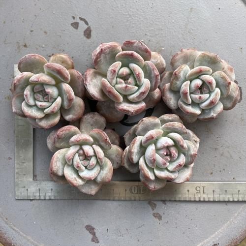 ダイヤモンドモンロー- A.N.S*ナチュラルガーデニング*ブリキ・人気