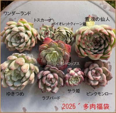 2025.¿ʡޡ1/6ȯ