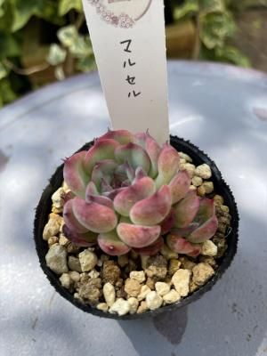 ޥ륻