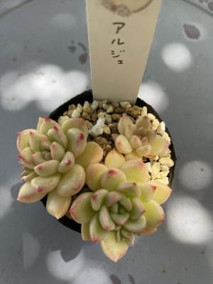 른