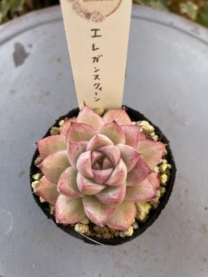 쥬󥹥