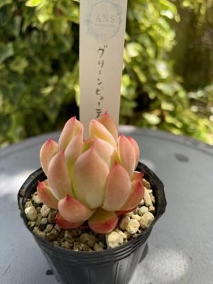 ꡼ӥ塼ƥ