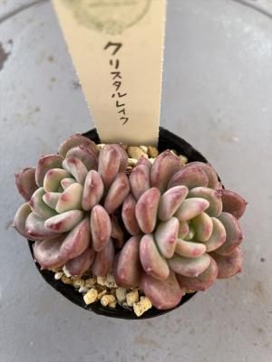 ꥹ쥤