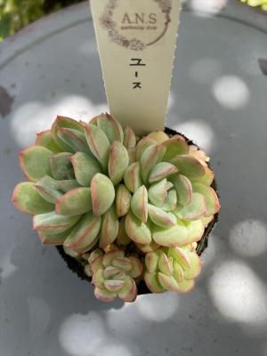 桼