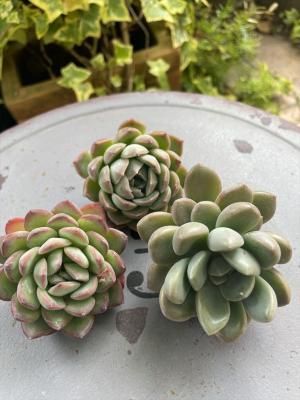 10off ٥ꥢ3å(ҥޥ˥ۥ磻ȥǥ塼)