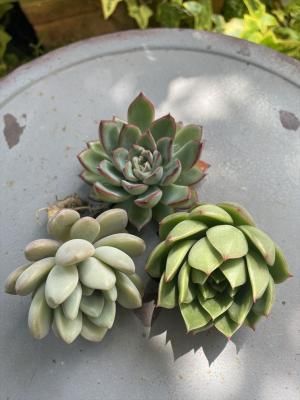10off ٥ꥢ3å(դ顦꡼ɥ)