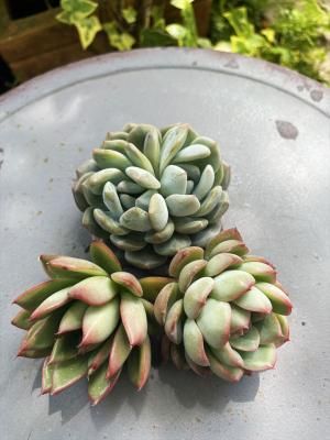 10off ٥ꥢ3å(ꥹޥ֡饦󥼡ߥ󥷥)