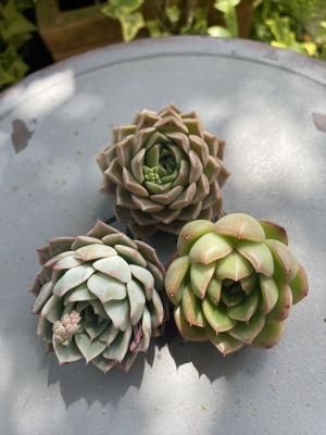 10off ٥ꥢ3å(饸祢ࡦ㥤å)