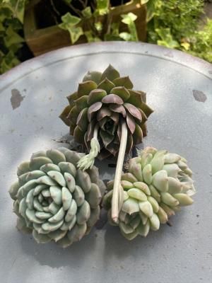 10off ٥ꥢ3å(ƥҥ󡦥ꥹhyb)