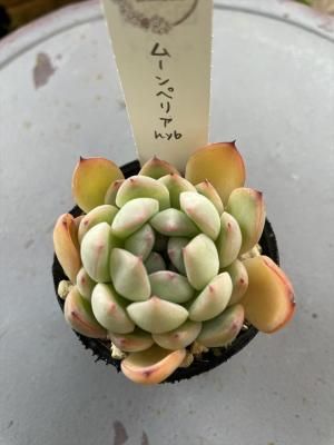 ࡼڥꥢhyb