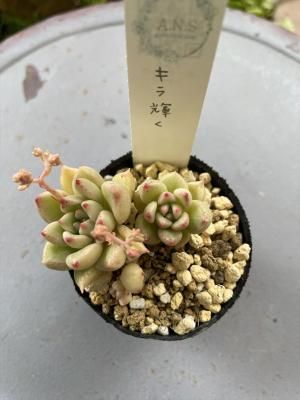 鵱