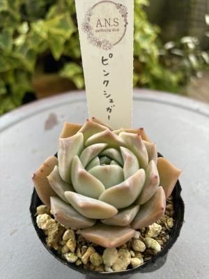 ԥ󥯥奬
