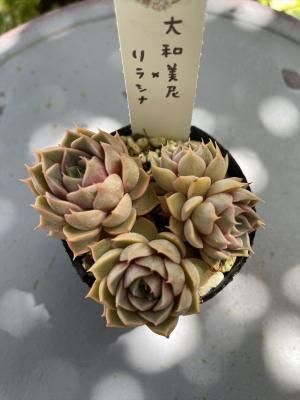 ߥ饷