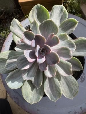 ѡե˥٥륰ӡ礭Ǥκꡡ