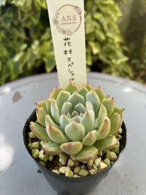 ¼ڥ