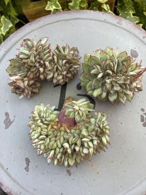 10offࡼ󥬥åƥֲåġ1κ