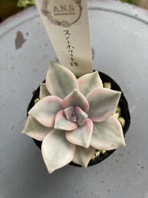 Ρۥ磻ȶ
