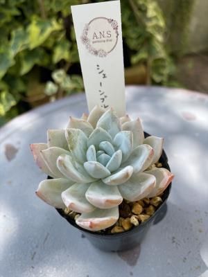 ֥롼
