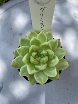 ꡼󥯥