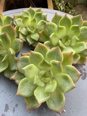 ֥롼ɥ饴hyb (̣)åġ