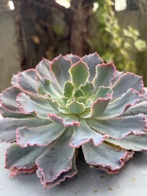 ޥɥ졦ǥ롦롡礭Ǥ1åġ