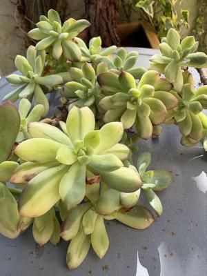 ߥ˥٥ӡ˻äƤΤ1ˤʤޤκͭꡡ