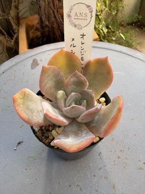 󥸥ߥ륷