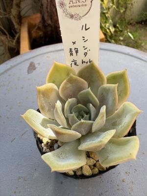 륷hyb