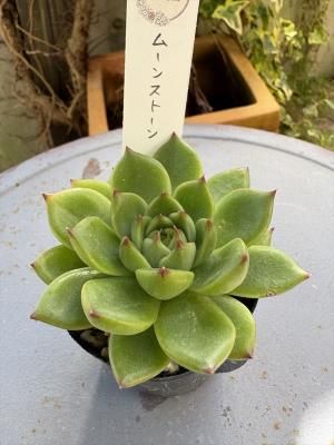 ࡼ󥹥ȡ