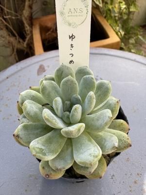 椭Ĥ