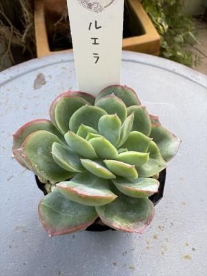 륨