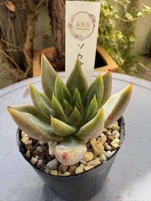 롡B
