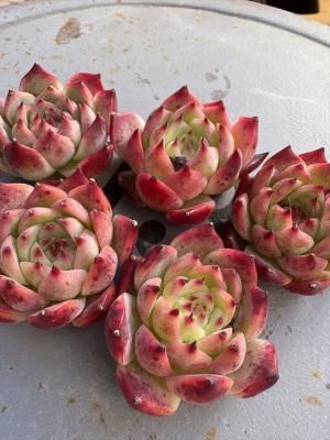 �����顼����1�������å��ġ�