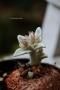 <img class='new_mark_img1' src='https://img.shop-pro.jp/img/new/icons50.gif' style='border:none;display:inline;margin:0px;padding:0px;width:auto;' />쥢Ρ٥٥åȤΤ褦ʼաǳν