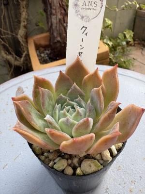 �������󥻥�