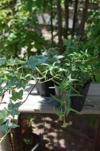 ナチュラルアイビー おまかせ 2種 多肉植物やガーデニング用品 アンティークの通販サイト A N S