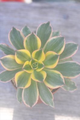 アエオニウム属 ガーデニング用品や多肉植物 寄せ植えの通販サイト A N S アエオニウム属 ガーデニング用品や多肉植物 寄せ植えの通販サイト A N S