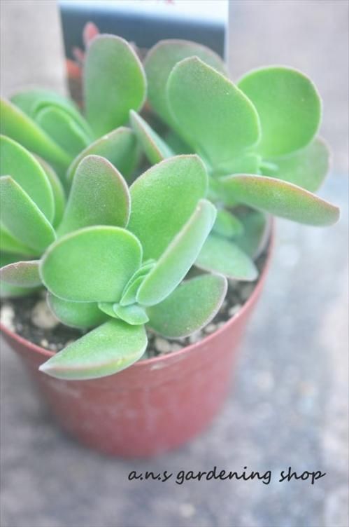 ワテルメイエリー　クラッスラ ワテルメイエリー クラッスラ | toA Succulent