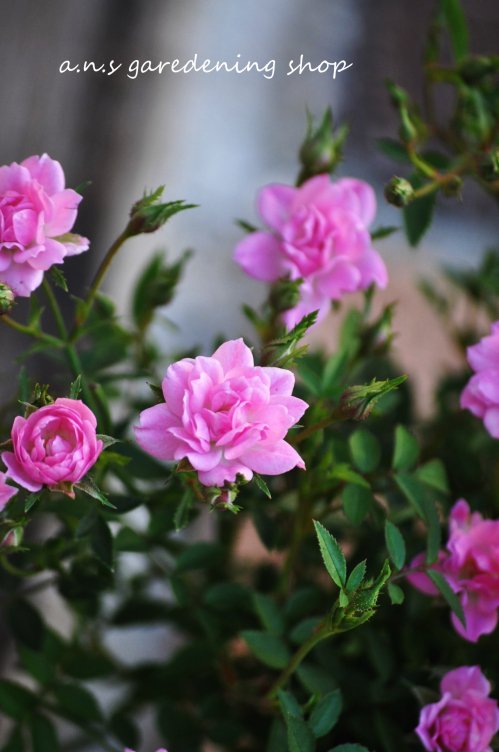 四季咲き ピンクのミニバラ ほほえみ 多肉植物やガーデニング用品 アンティークの通販サイト A N S